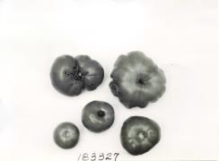 Click for 1 image(s) for this accession. FRUIT